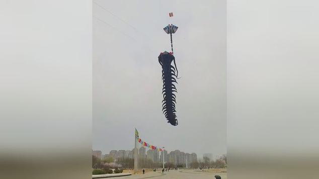 这是高手!50米大蜈蚣风筝被汽车放飞_网易视频