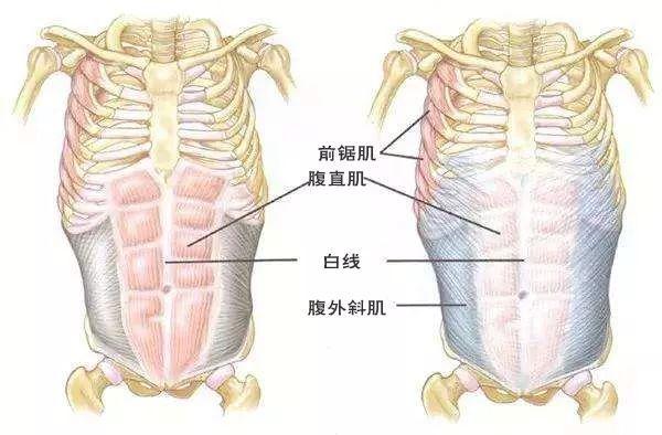 大块),分别位于我们腹壁正中线两侧,中间有一条白色的组织——腹白线