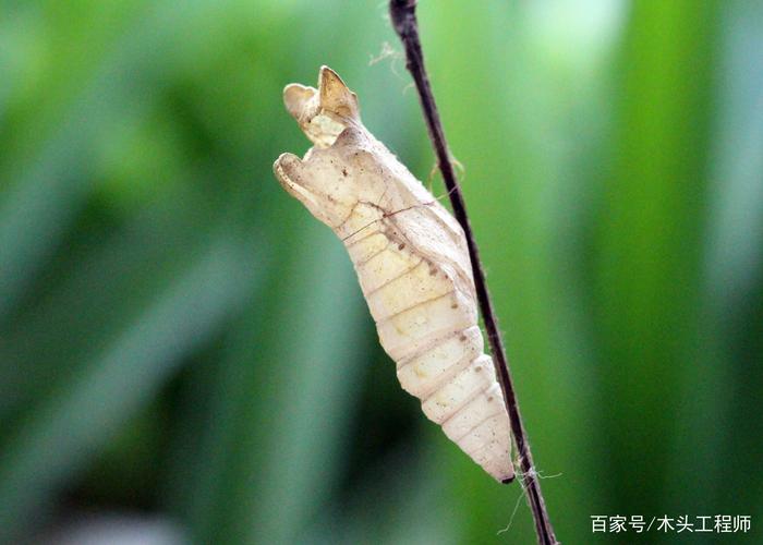 东至昆虫图鉴4:安徽省东至县的蝴蝶*蝴蝶的蛹