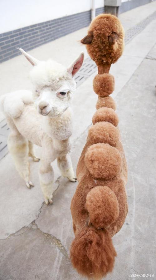洛阳王城公园的羊驼换了新造型,炫酷又可爱!
