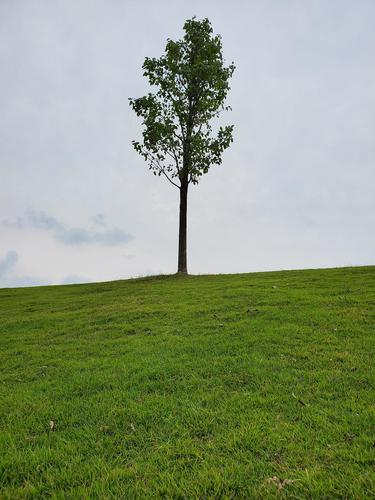 一棵孤独的树