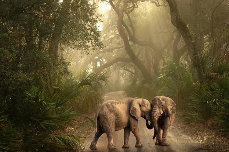 丛林里打闹的两只大象,图片,壁纸,动物-桌酷