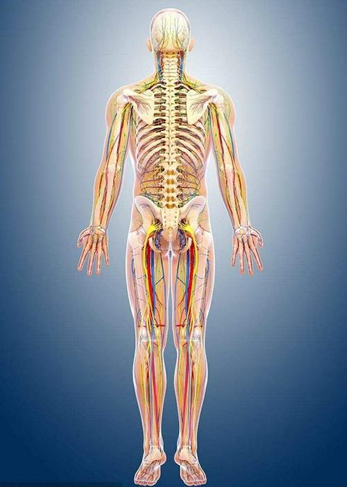 脊椎筋骨结构正常传导与人体健康