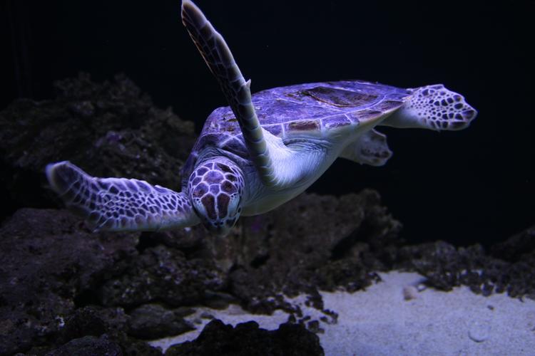 海底奋力游泳的海龟1600x900分辨率查看