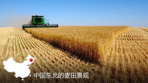 中国东北的麦田景观