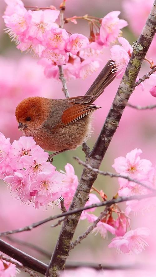 两只鸟,树枝,粉红色的花朵,春天