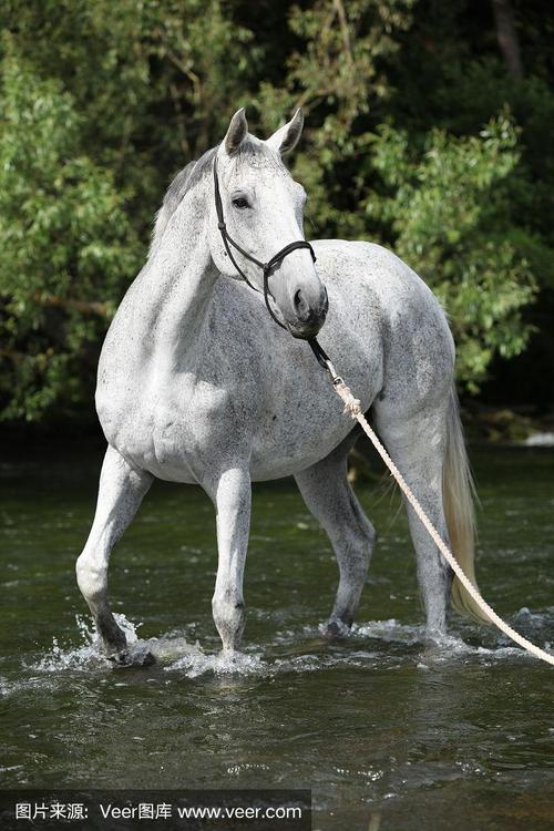 河中的英国纯种马