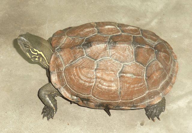 乌龟适应环境的能力很强,但喜欢稳定的环境,不喜欢变动的环境