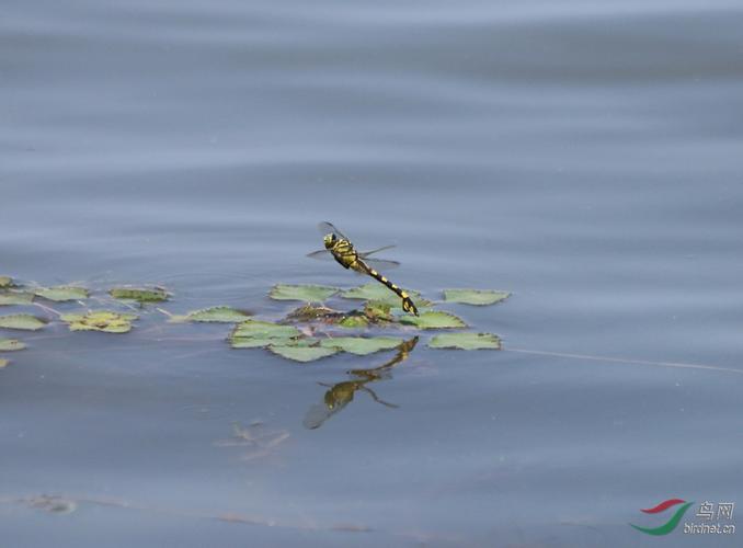 蜻蜓点水系列之一