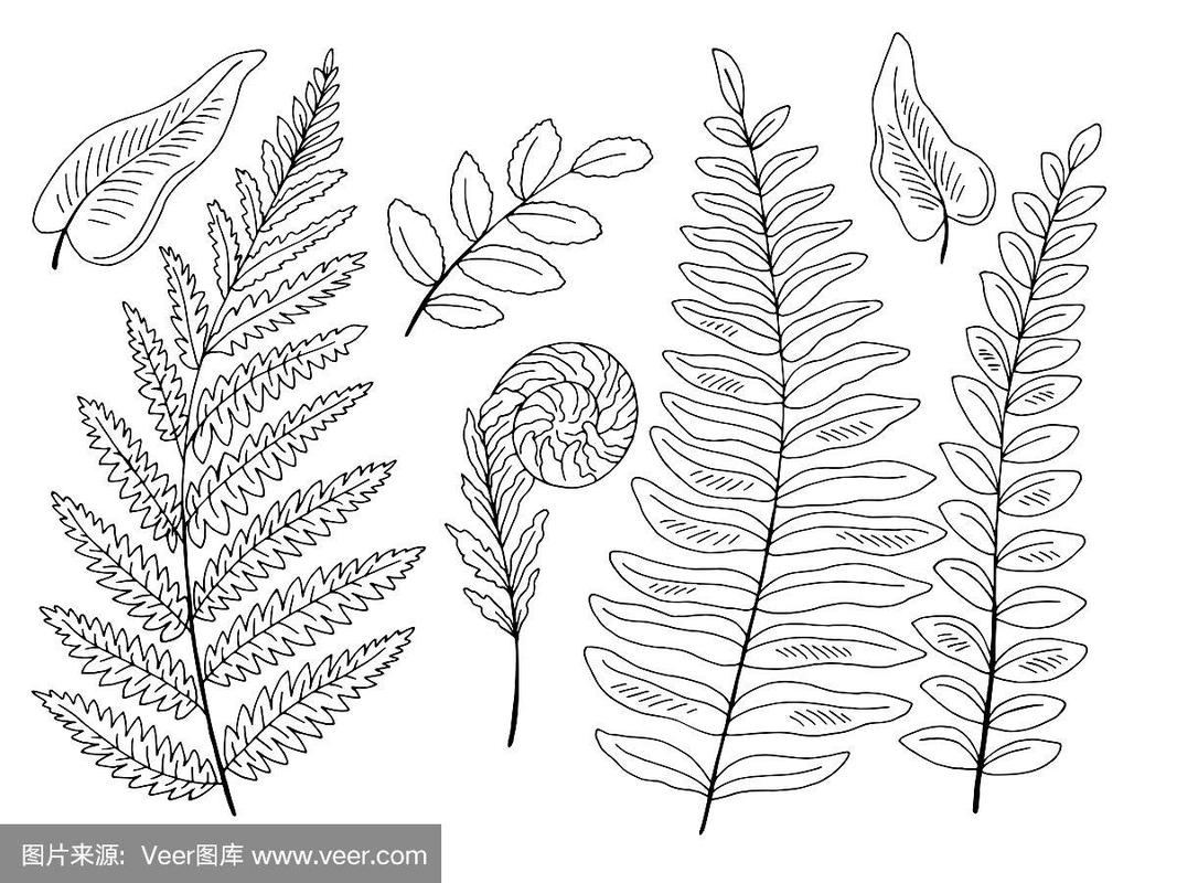 蕨类植物图形黑白孤立集插图向量