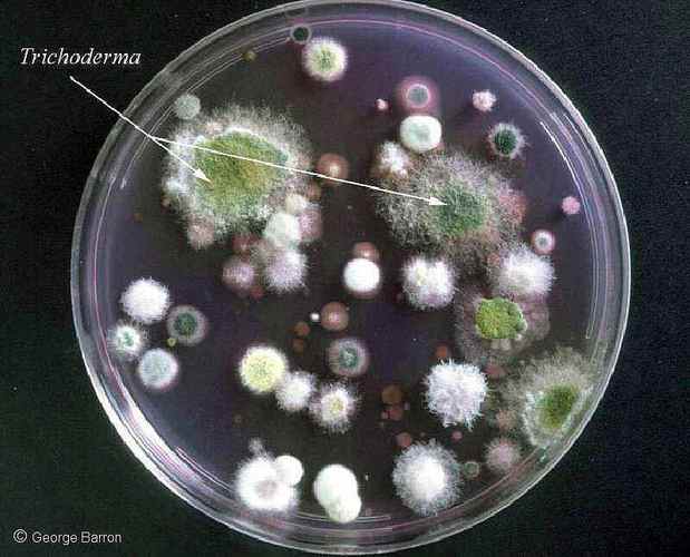 霉菌和酵母菌在虎红培养基上的形态特征