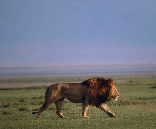 威风凌凌的公狮在草原上巡视.