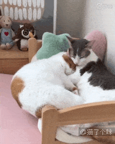 两只猫咪在床上睡觉,看到姿势之后我笑了!