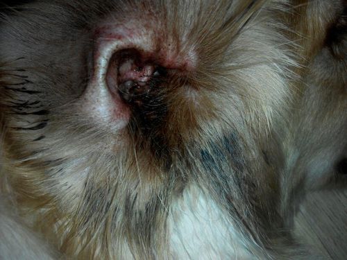 我家狗耳朵里是这样的,抹了一种红色的驱螨液就这样了,怎么办?