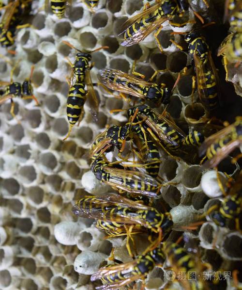 黄蜂窝上面坐着黄蜂黄蜂抛光剂近距离拍摄的黄蜂家族的巢