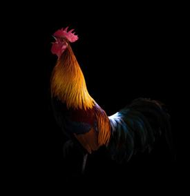 黑公鸡图片-黑公鸡素材-黑公鸡插画-摄图新视界