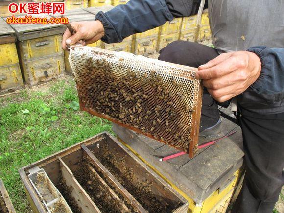 如图:某大型意蜂蜂场正在给蜜蜂喂越冬糖,首先紧脾去掉多余的蜂脾然后