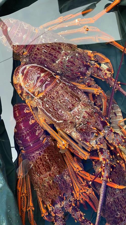 冷冻澳龙海鲜水产大澳龙澳洲大龙虾澳大利亚红龙餐饮酒席一件代发
