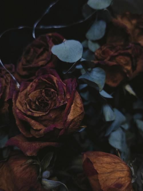 枯萎的玫瑰还是很美