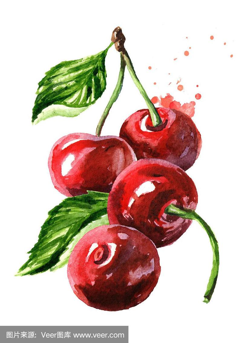 成熟的红樱桃.水彩手绘插图孤立的白色背景