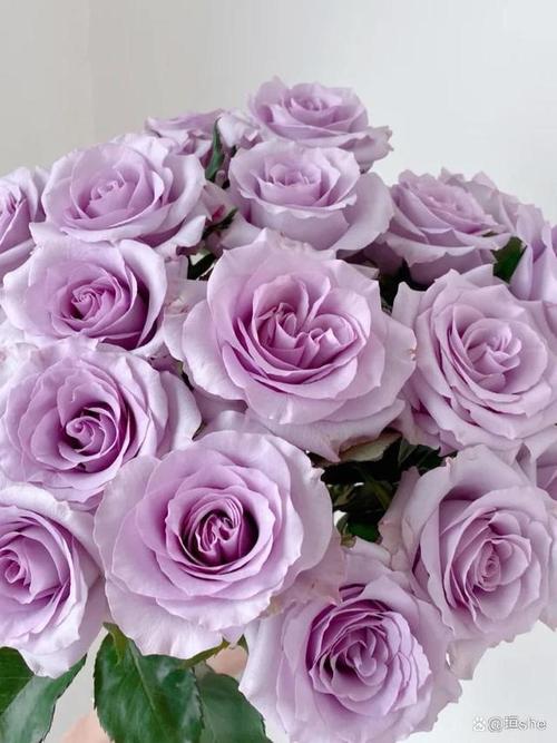 14种不同品种的紫色系玫瑰,每个都宛如仙子