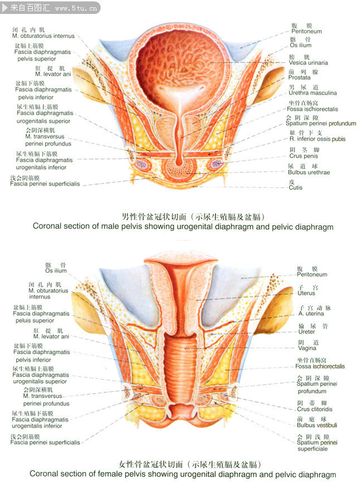 男女性骨盆冠状切面图,主题为人体骨盆切面图,可用作人体部位图片