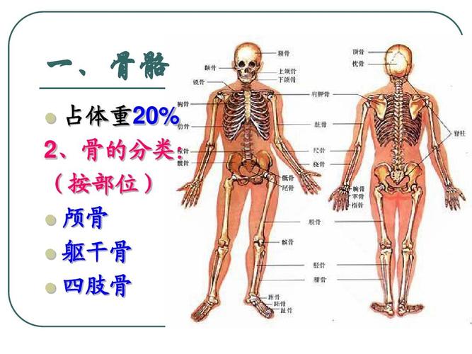 一,骨骼 占体重20% 2,骨的分类: (按部位)   颅骨   躯干骨   四肢骨