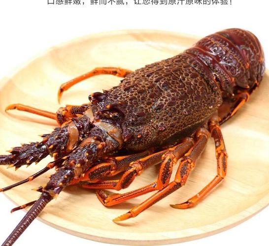 奥龙鲜活冷冻澳洲大龙虾无冰净重222斤一只一只