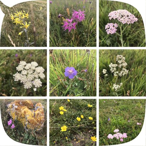 芳芳阿姨毫不费劲的就发现了九种不同的野花,侧面反映了草原野花品种