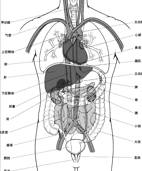 内脏器官分布图片