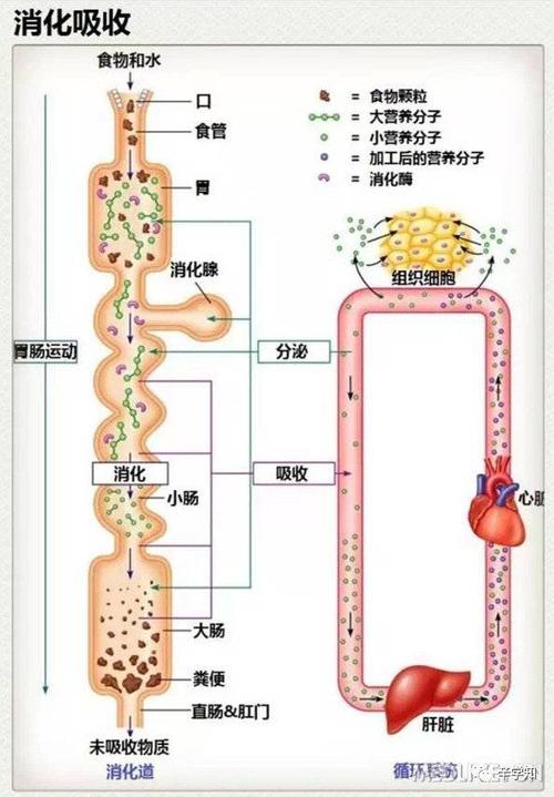 几张图让你轻松看懂肠道是如何工作的!