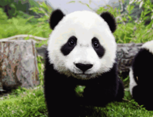 推广|7月14日,坐标:熊猫基地,目的:请你吸"猫"!