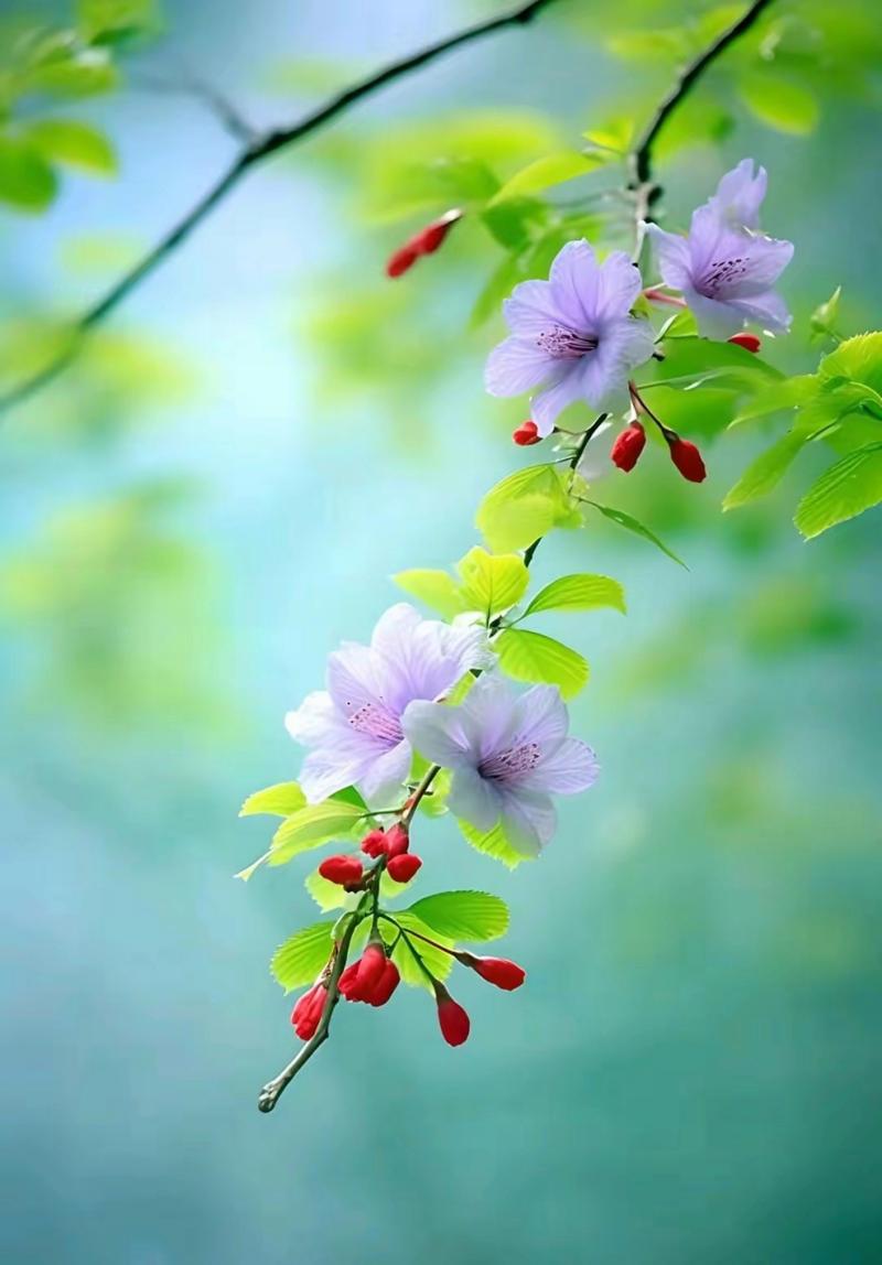 淡雅清新的紫色小花#摄影# #中国美景大赏# #冬天的第一张照片