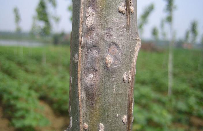 杨树报道:阳曲县的杨树林发生病变,高温和高强度降雨导致杨树黑斑病