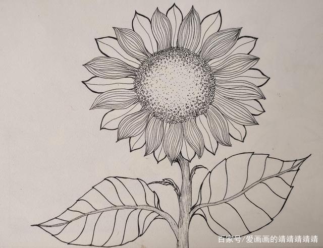 整理了一组植物和花朵线描简笔画简单好看易学都是日常手绘练习