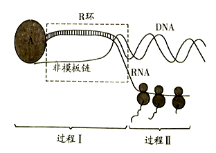 下图为某生物遗传信息传递的部分途径示意图图中过程Ⅰ所合成的rna链