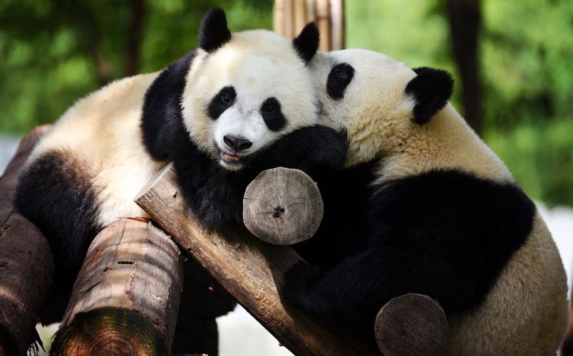 新华社照片,西安,2020年9月24日秦岭大熊猫惬意的午后时光9月23日,大