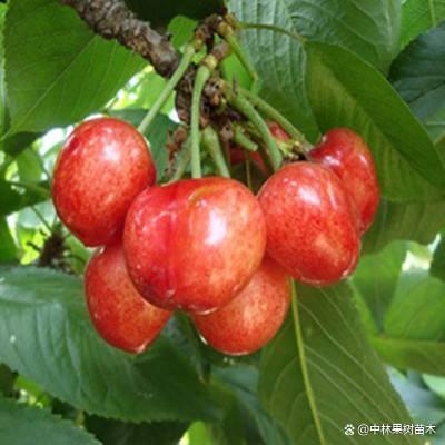 金顶红樱桃:个大圆润 外皮光滑 味甜多汁 抗裂果 适应性强