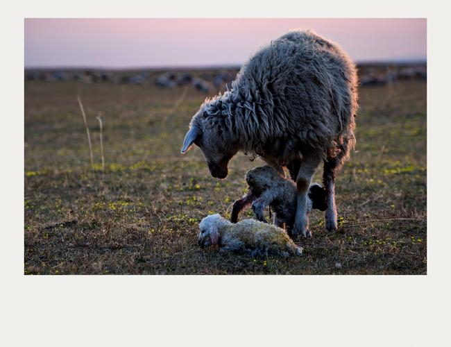 ctps.cn-- 羊妈妈与羊宝宝. 云天化彩