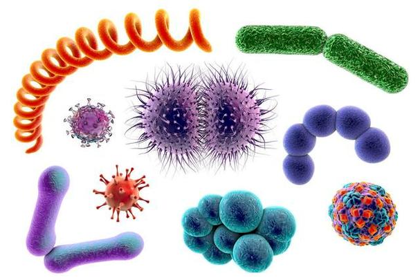 为什么病毒要比细菌可怕得多医学专家有4个原因