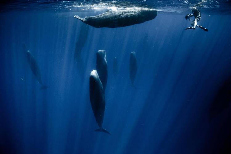 揭秘抹香鲸诡异睡姿:水面呼吸的鲸鱼,海底睡觉为啥不怕憋死?