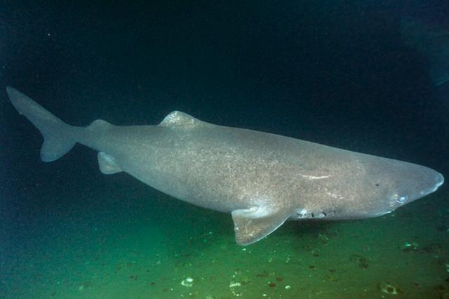 最孤独的鲨鱼——格陵兰睡鲨