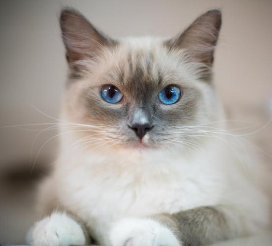 蓝眼睛的猫咪 动物 布偶猫