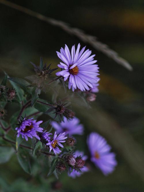 梦想家园吸引蝴蝶的植物12美国紫菀