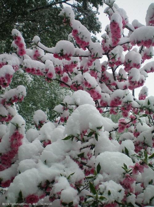 白雪下的桃花图片