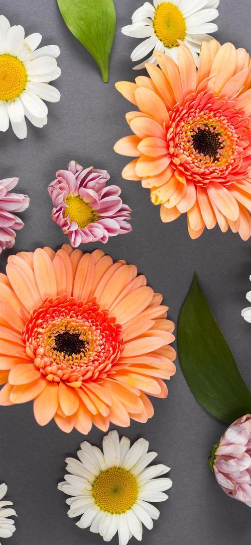 五颜六色的鲜花,非洲菊,洋甘菊,白色,粉红色,橙色 iphone 壁纸
