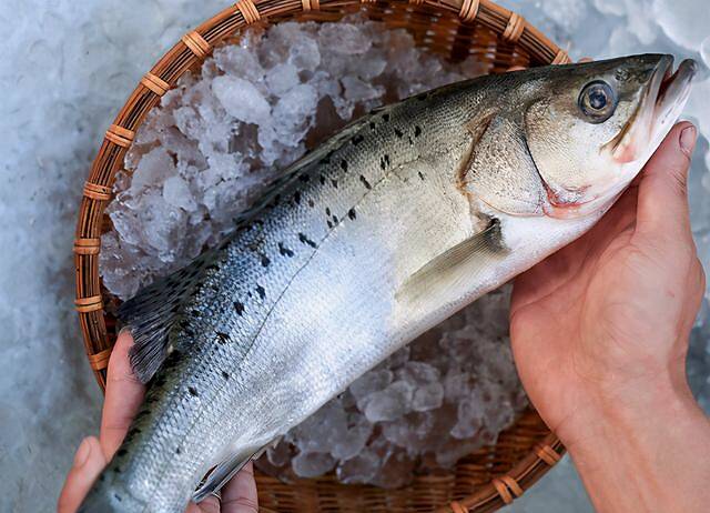 吃鲈鱼买海水养的还是淡水养的渔民2种区别大买错不好吃