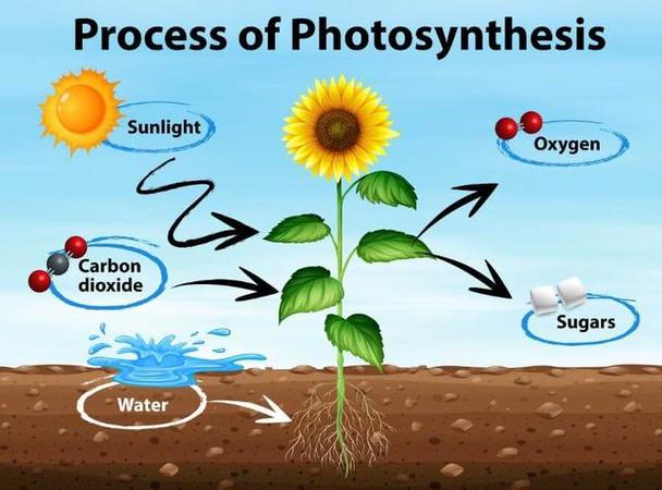 植物的光合作用具用量子相干性吗?