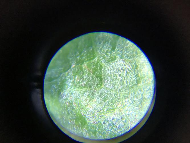 这张图是桑叶在显微镜下的模样!