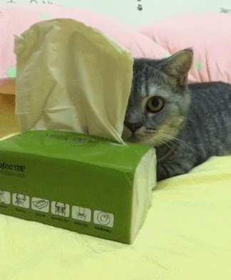 猫咪纸抽藏起来可爱枕头gif动图_动态图_表情包下载_soogif